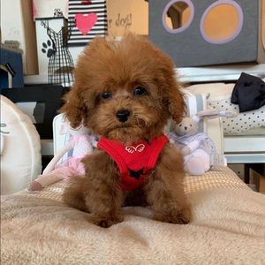 Meet your Posher, Syndee